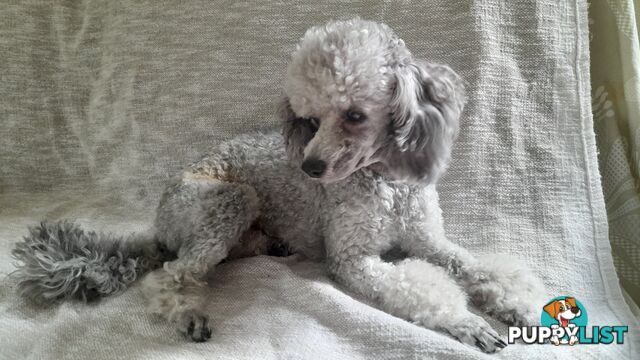 Purebred Toy Poodle