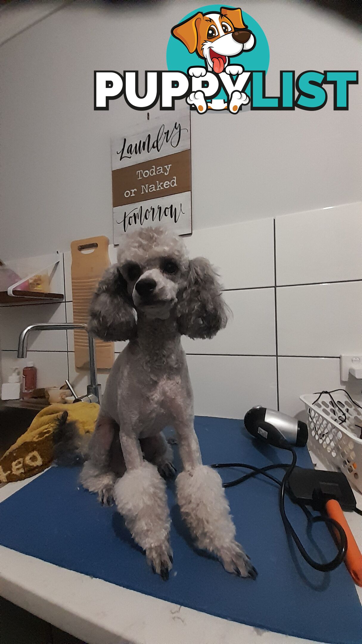 Purebred Toy Poodle