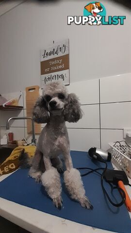 Purebred Toy Poodle