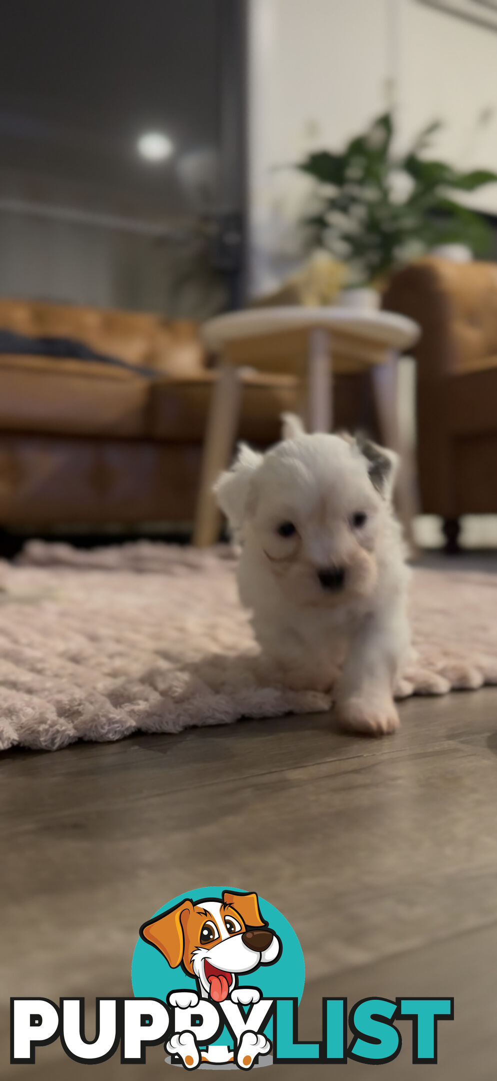 Maltese X Shitzu Puppies