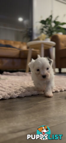 Maltese X Shitzu Puppies