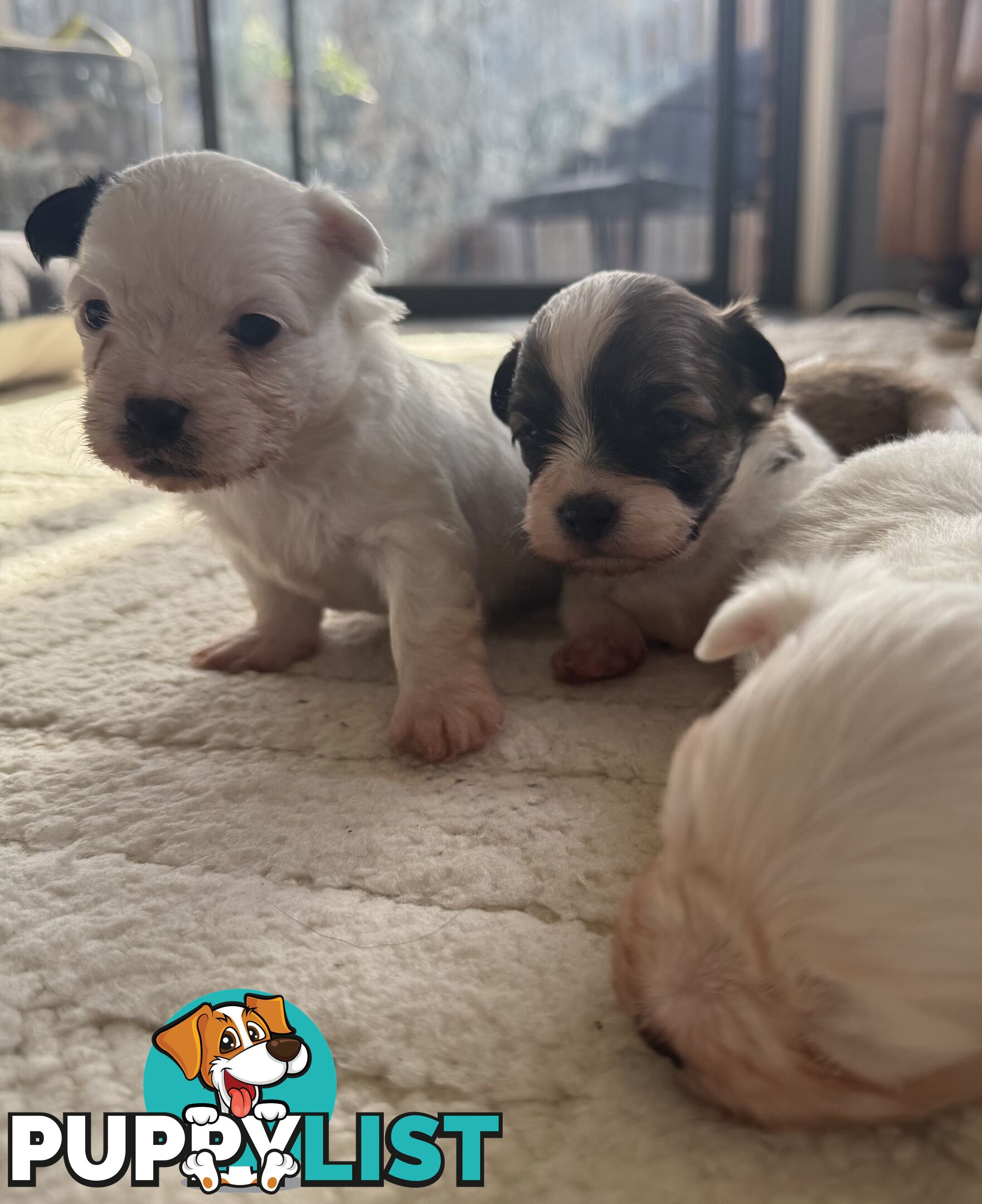 Maltese X Shitzu Puppies