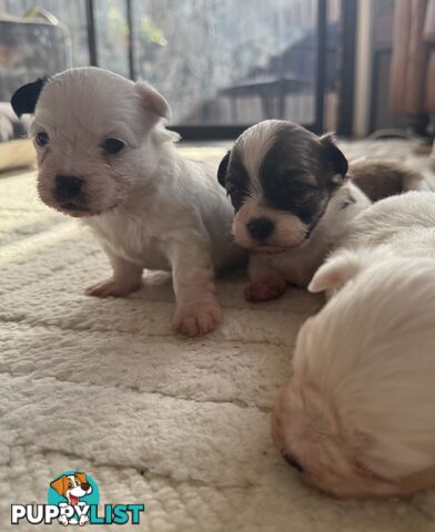 Maltese X Shitzu Puppies