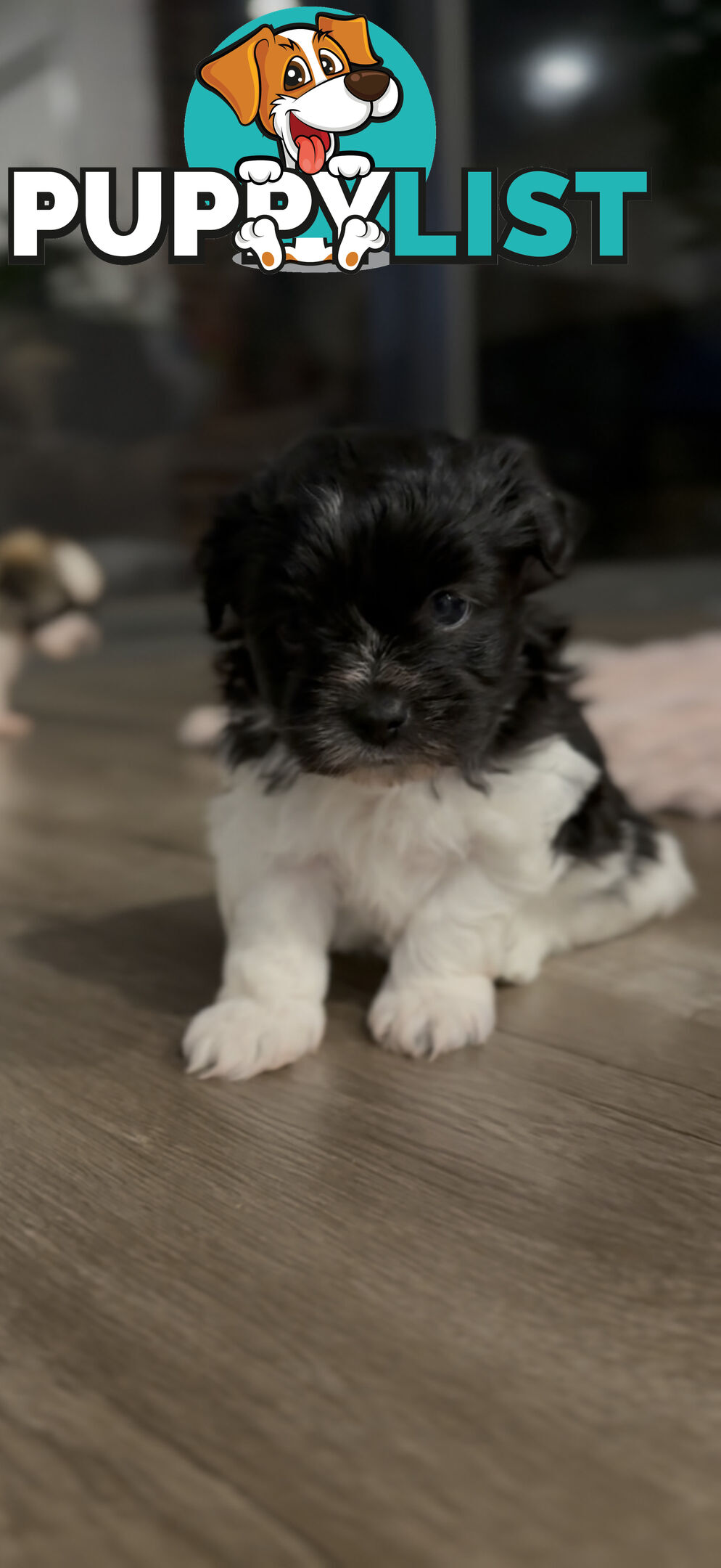 Maltese X Shitzu Puppies