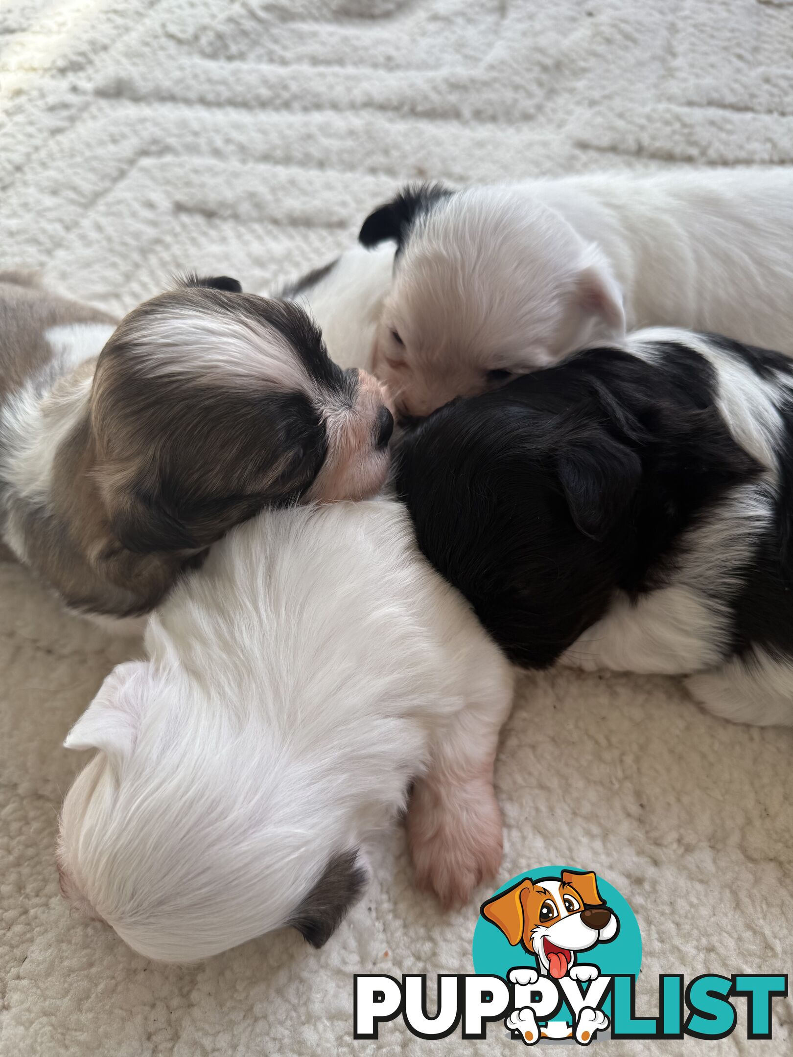 Maltese X Shitzu Puppies