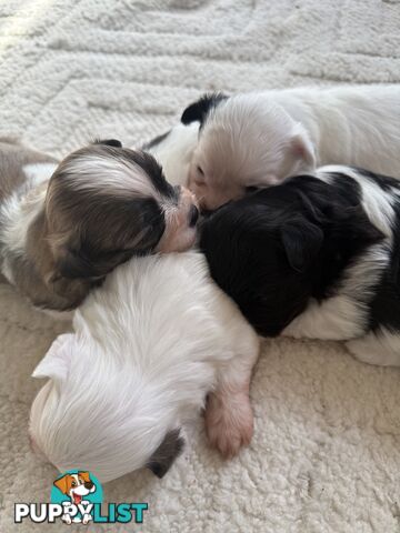 Maltese X Shitzu Puppies