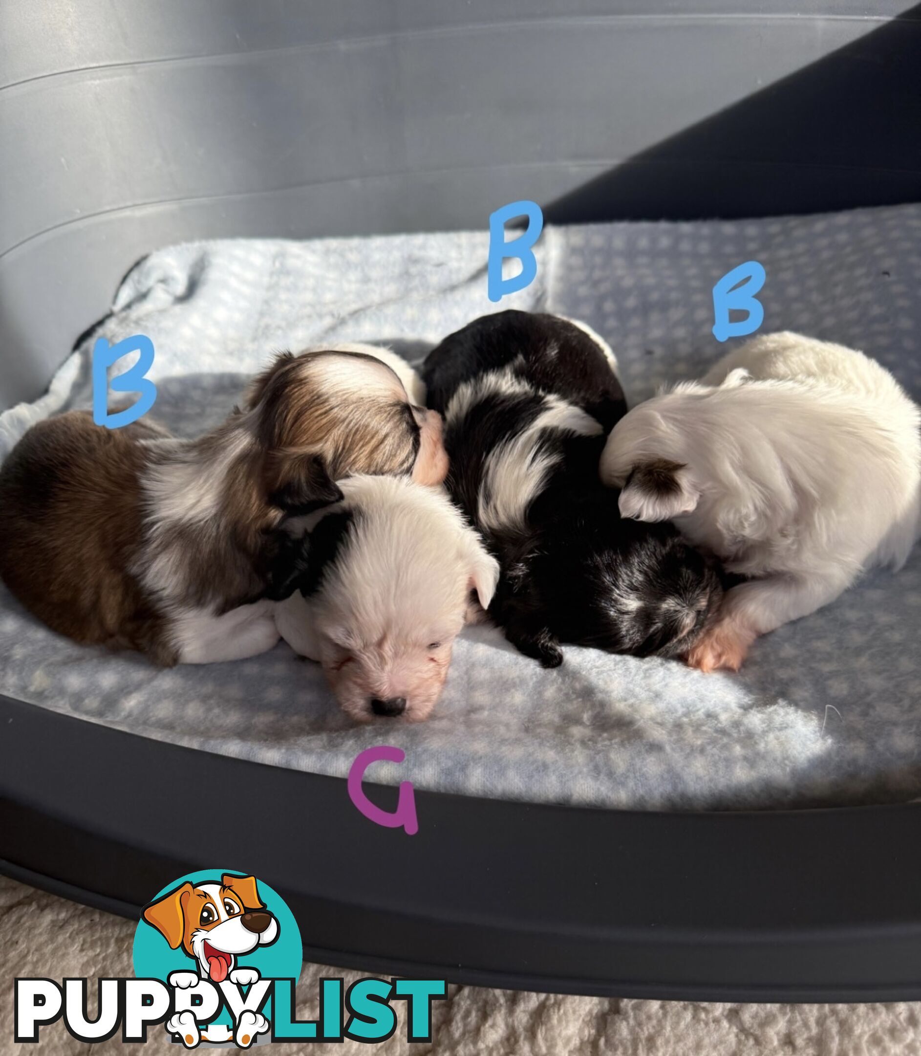 Maltese X Shitzu Puppies