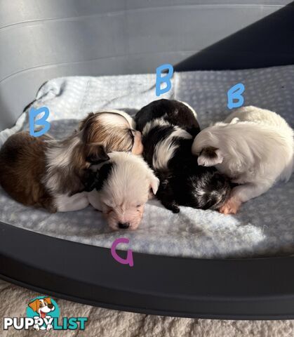 Maltese X Shitzu Puppies