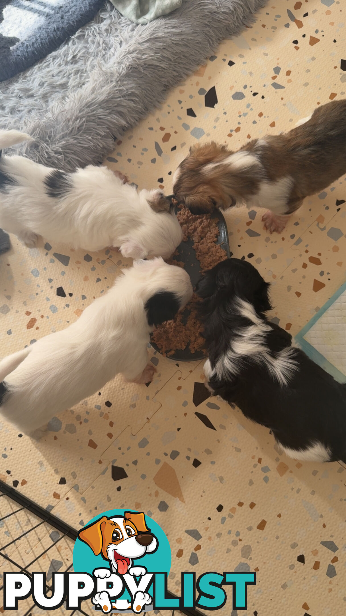 Maltese X Shitzu Puppies