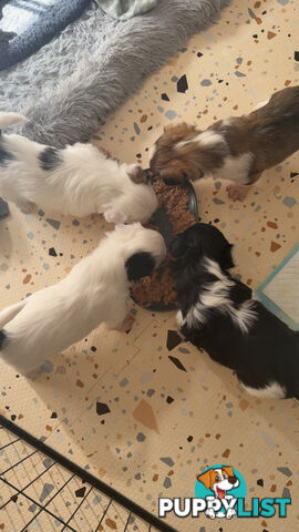 Maltese X Shitzu Puppies