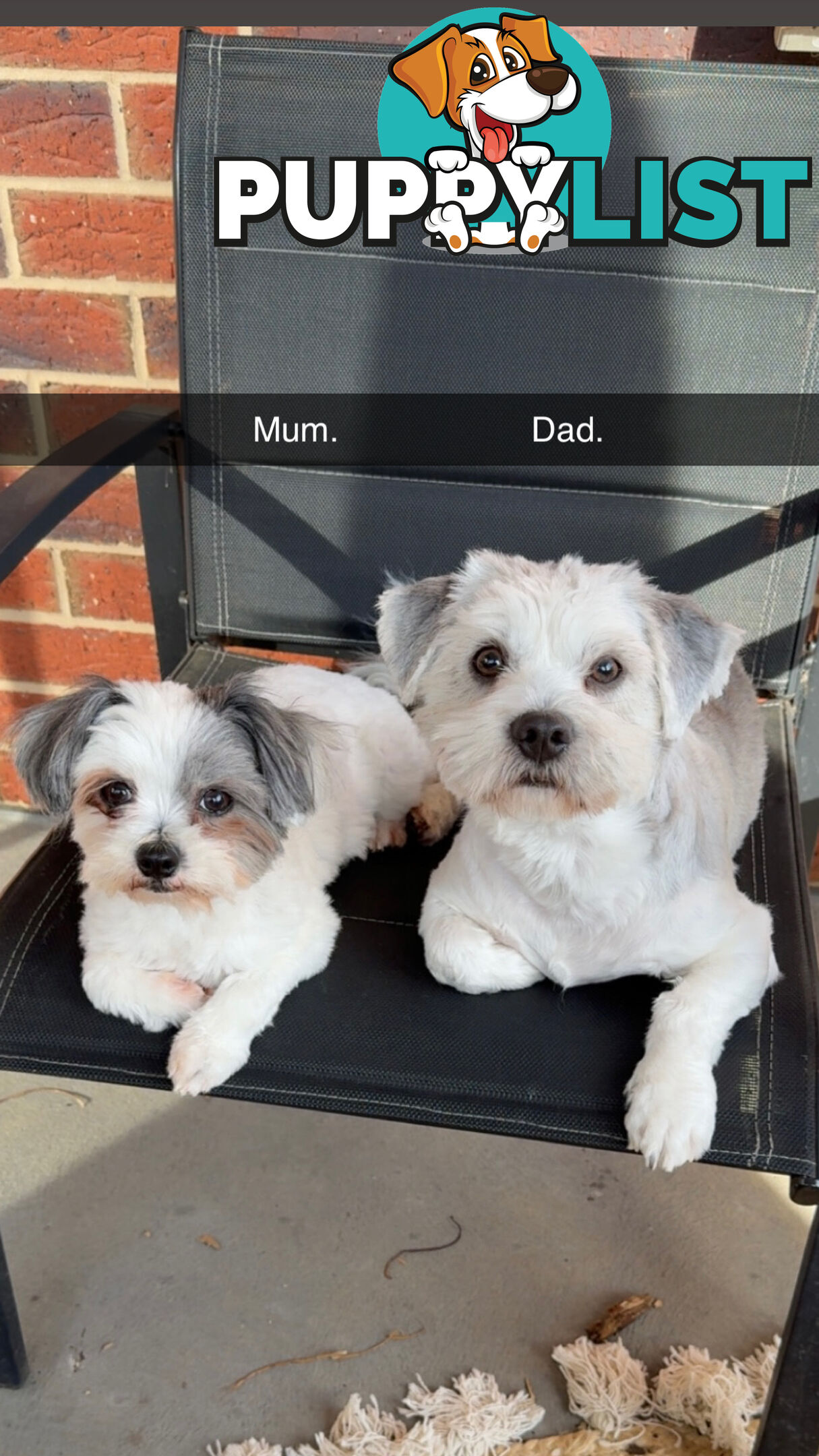 Maltese X Shitzu Puppies