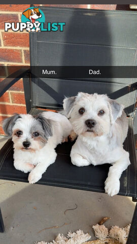 Maltese X Shitzu Puppies