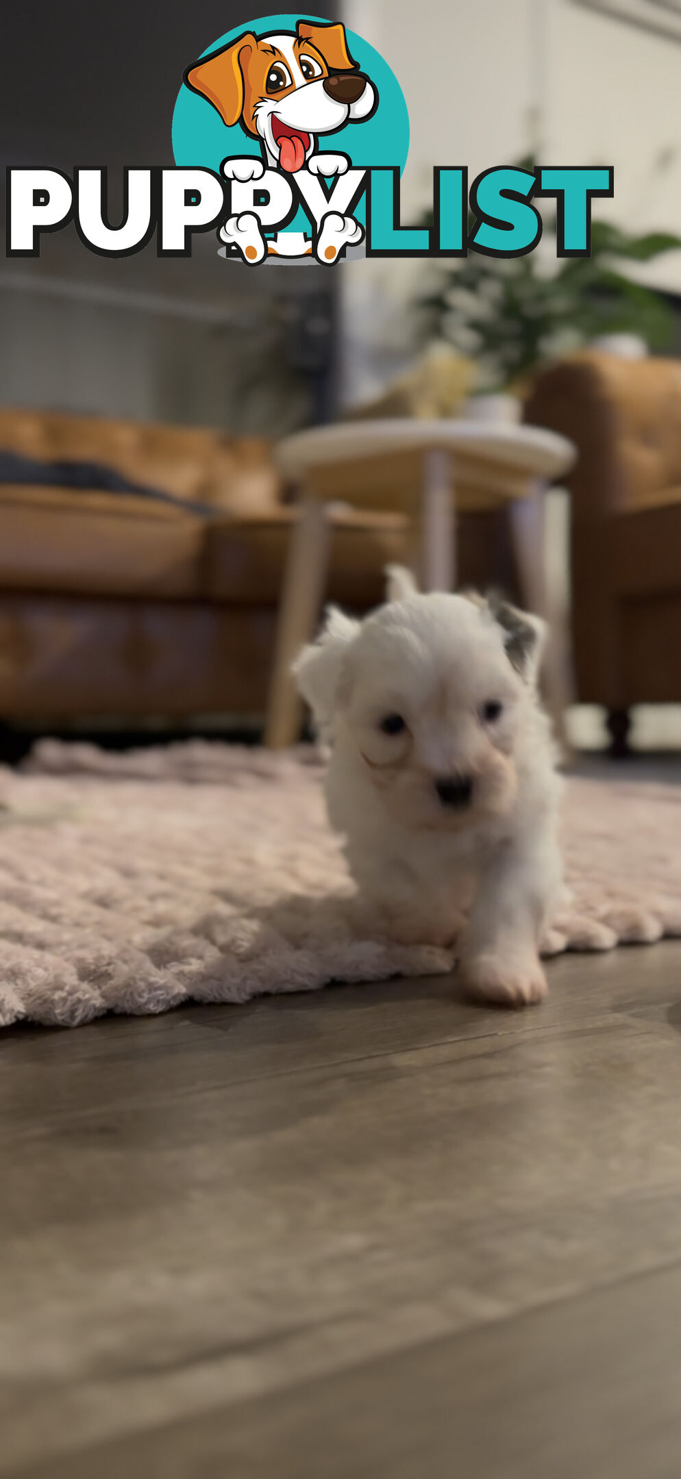 Maltese X Shitzu Puppies