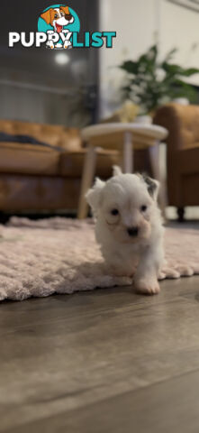 Maltese X Shitzu Puppies