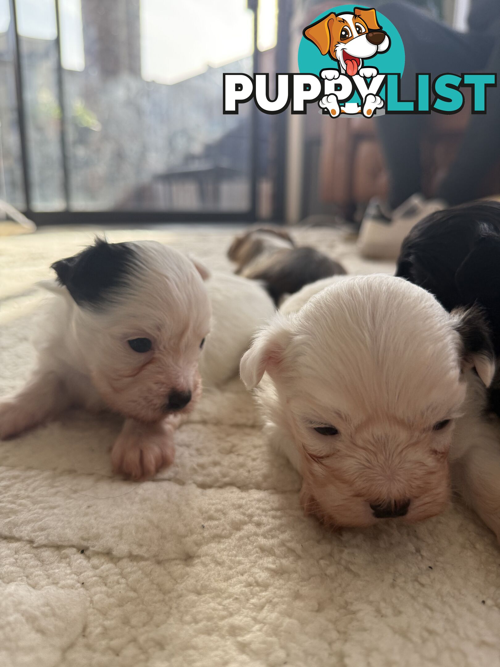 Maltese X Shitzu Puppies