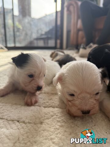 Maltese X Shitzu Puppies