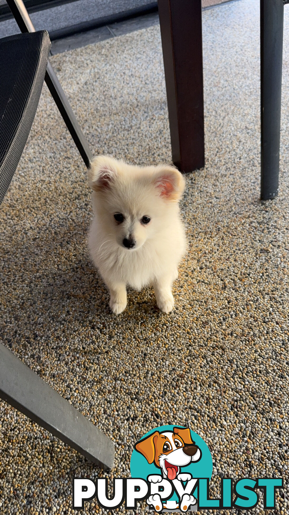 Pomeranian Puppies