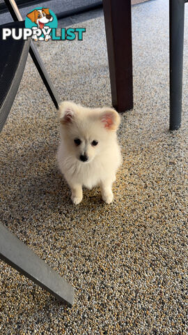 Pomeranian Puppies