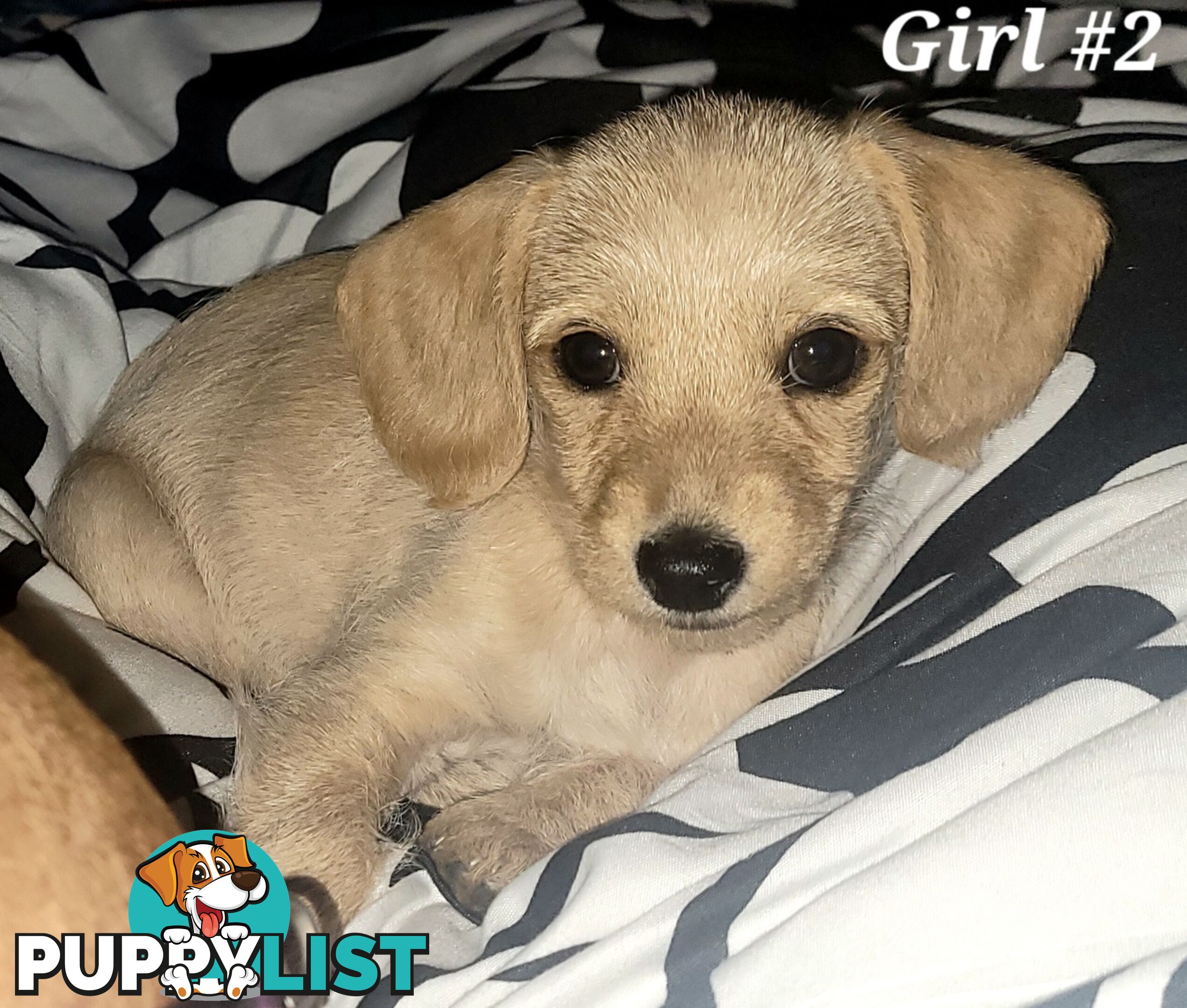 🐶 RARE Blonde Mini Dachshund x Toy Poodle Puppies – Ready Now! 🏡