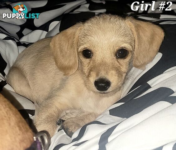 🐶 RARE Blonde Mini Dachshund x Toy Poodle Puppies – Ready Now! 🏡