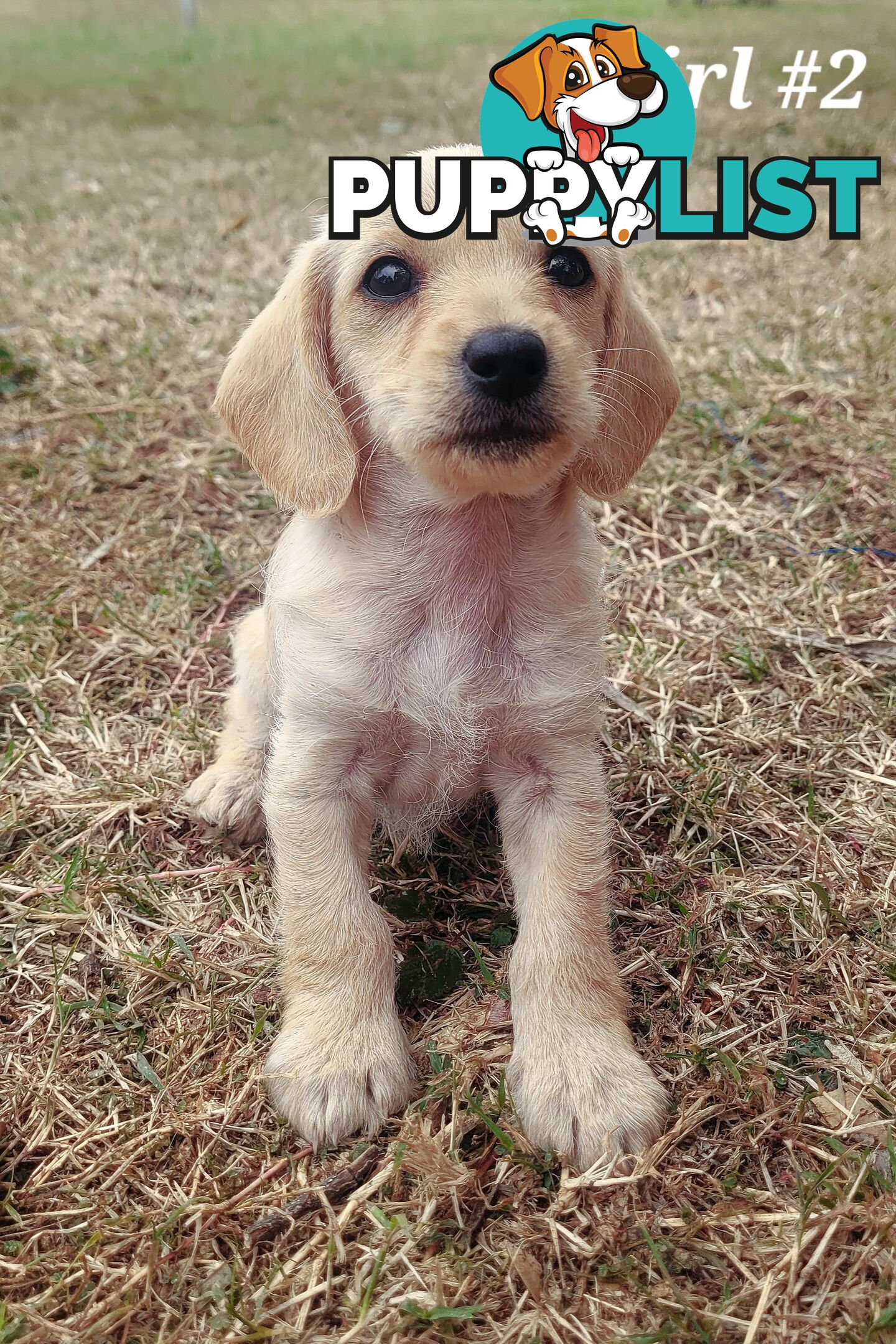 🐶 RARE Blonde Mini Dachshund x Toy Poodle Puppies – Ready Now! 🏡