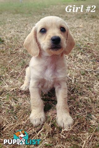 🐶 RARE Blonde Mini Dachshund x Toy Poodle Puppies – Ready Now! 🏡