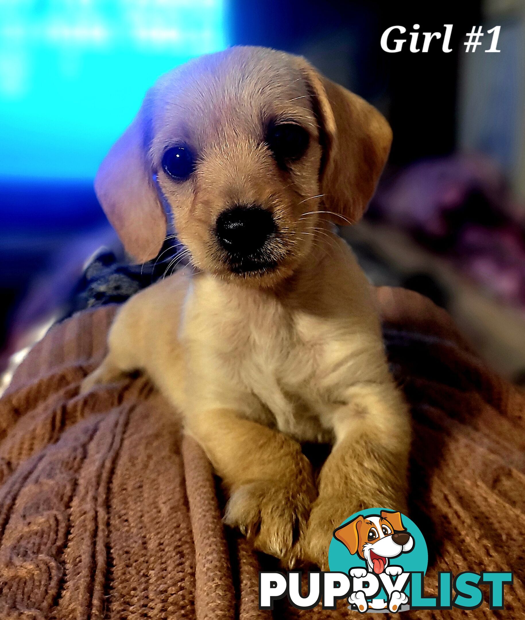 🐶 RARE Blonde Mini Dachshund x Toy Poodle Puppies – Ready Now! 🏡