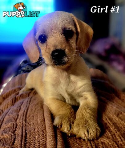 🐶 RARE Blonde Mini Dachshund x Toy Poodle Puppies – Ready Now! 🏡