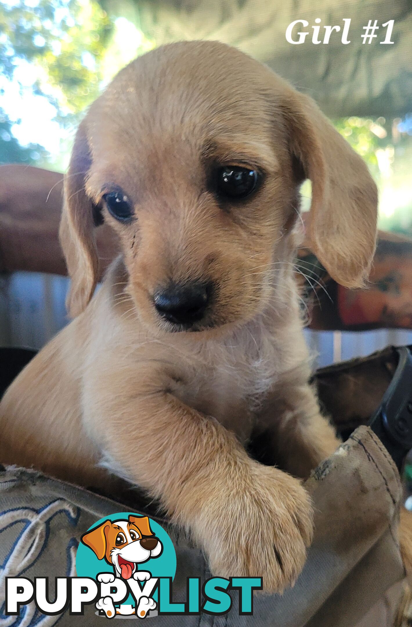 🐶 RARE Blonde Mini Dachshund x Toy Poodle Puppies – Ready Now! 🏡