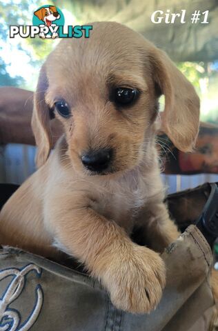 🐶 RARE Blonde Mini Dachshund x Toy Poodle Puppies – Ready Now! 🏡