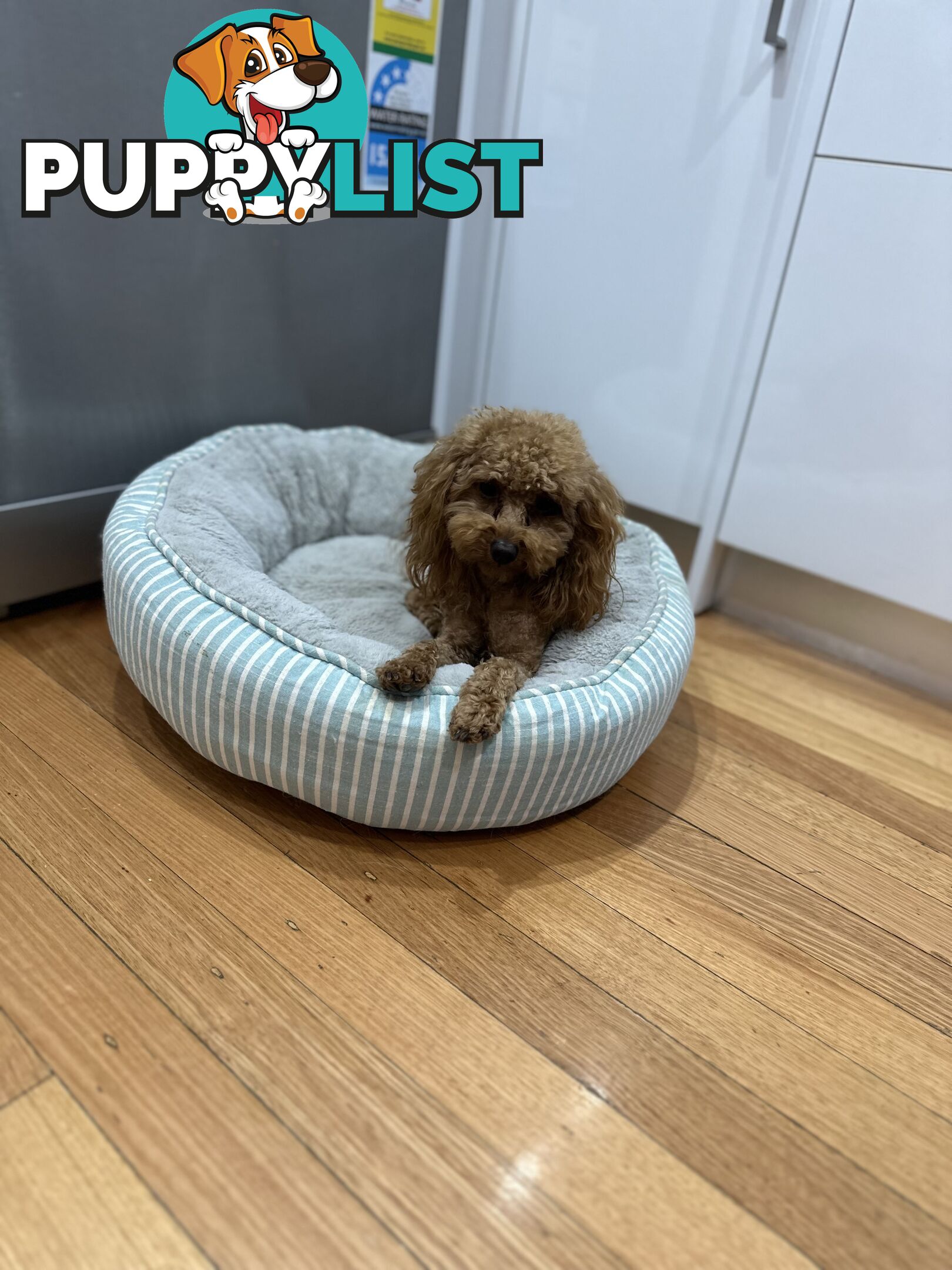 Pedigree Toy Poodle for stud services