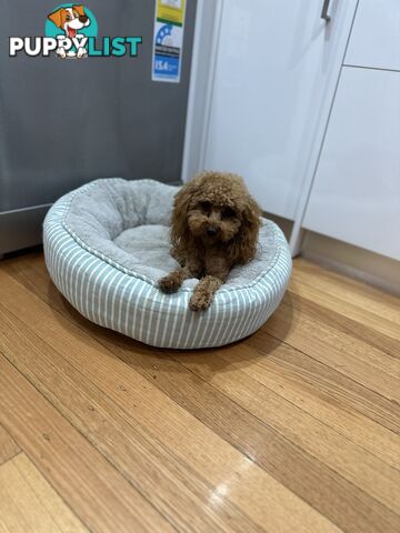 Pedigree Toy Poodle for stud services