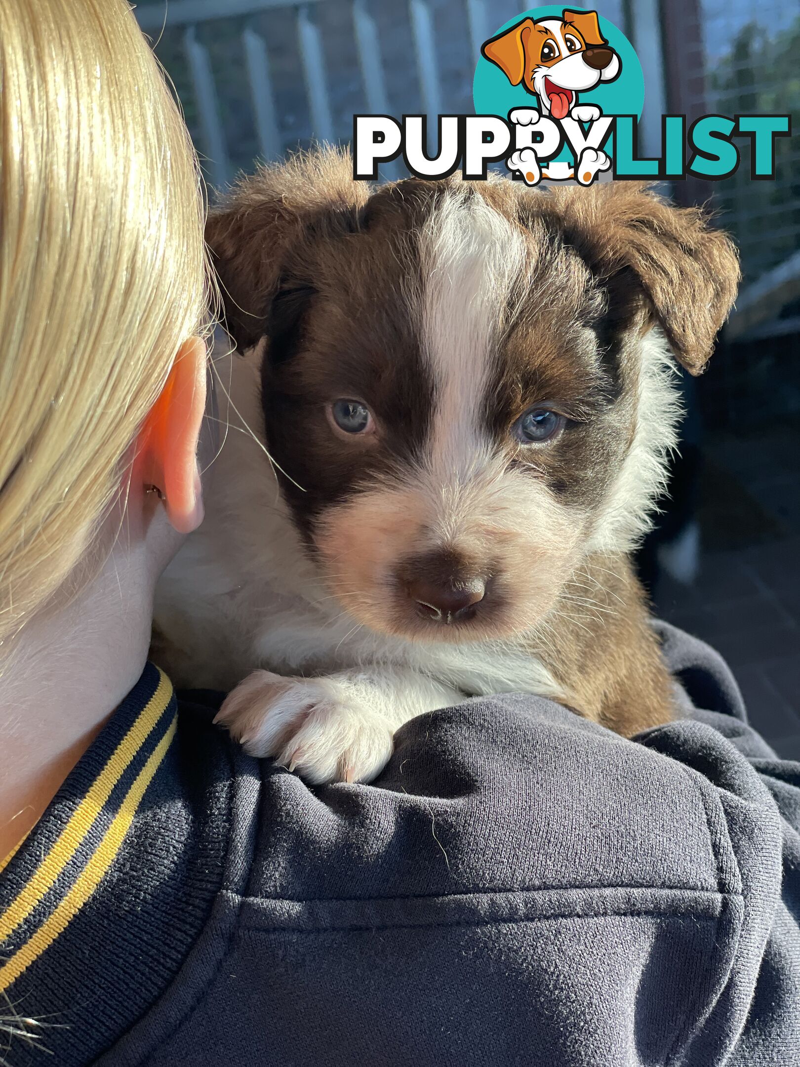 Purebred brown & white male Border Collie pups