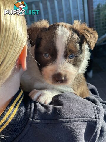 Purebred brown & white male Border Collie pups