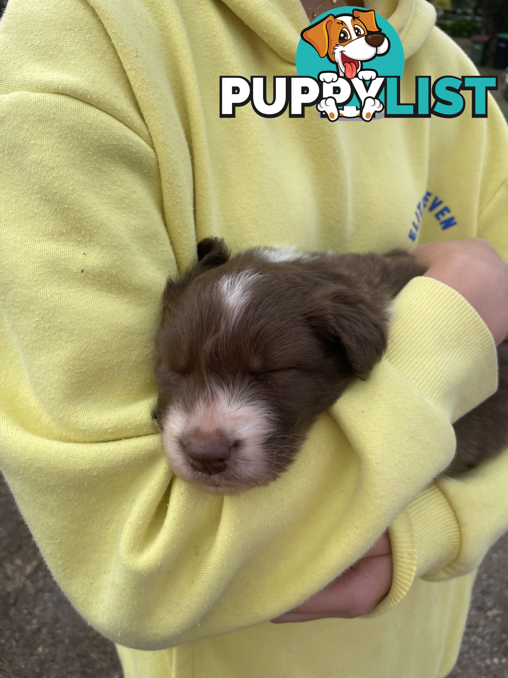 Purebred brown & white male Border Collie pups