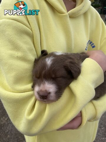 Purebred brown & white male Border Collie pups