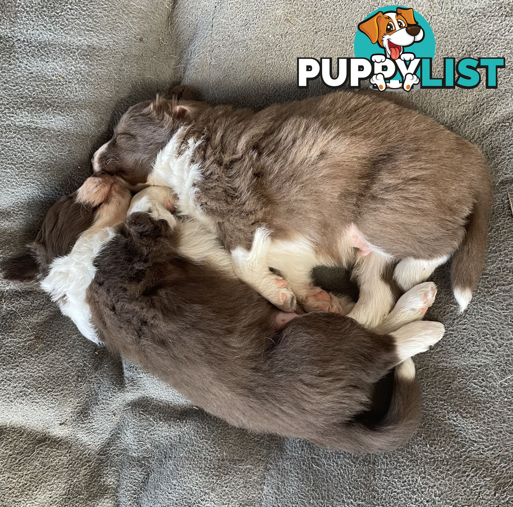 Purebred brown & white male Border Collie pups