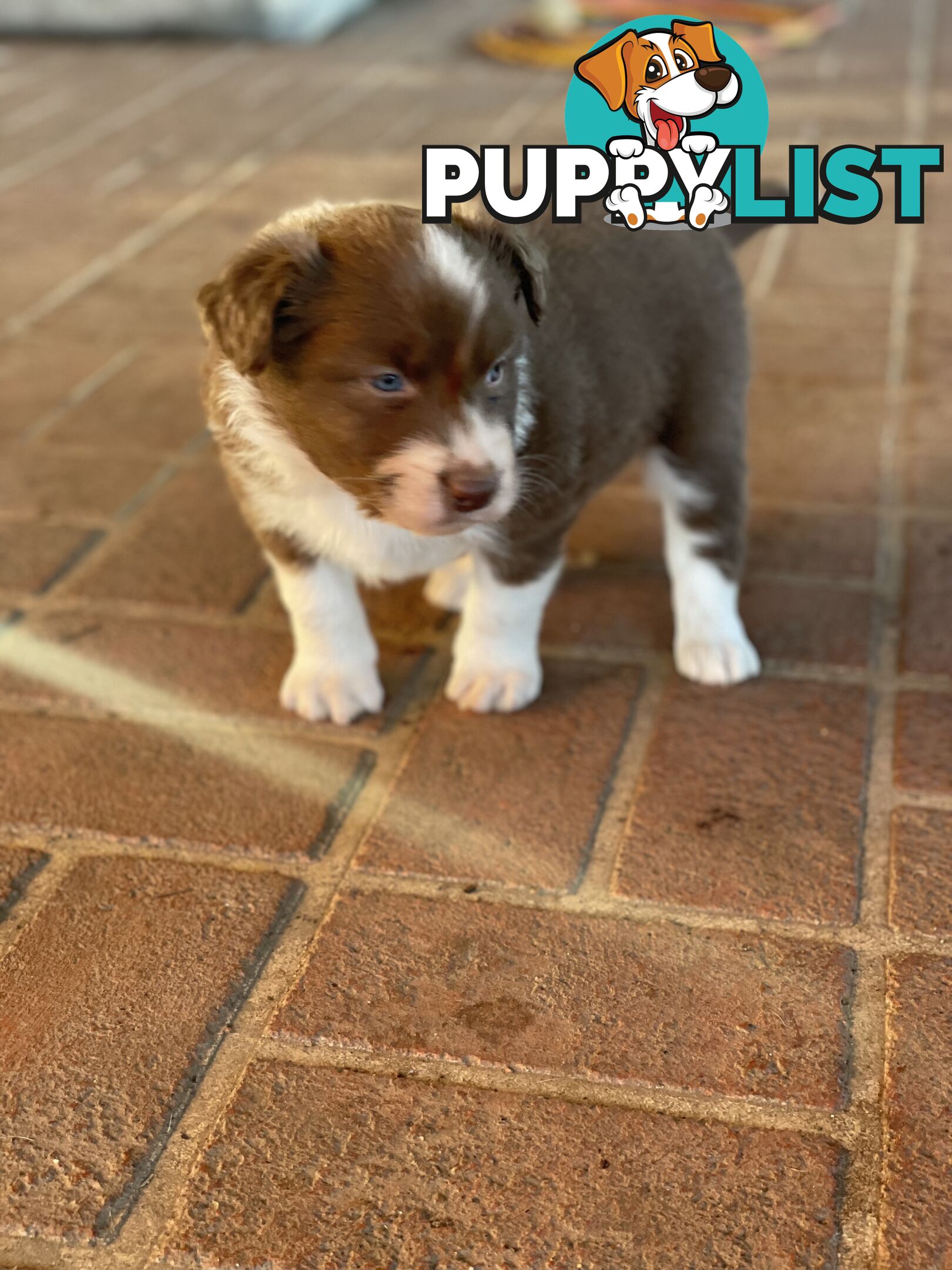 Purebred brown & white male Border Collie pups