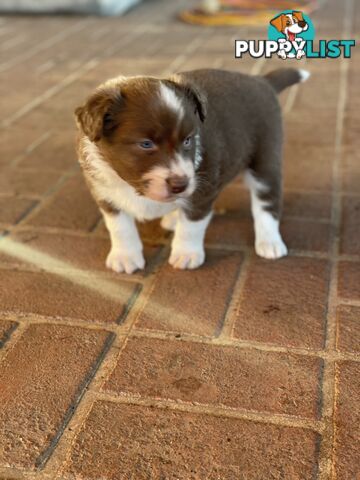 Purebred brown & white male Border Collie pups