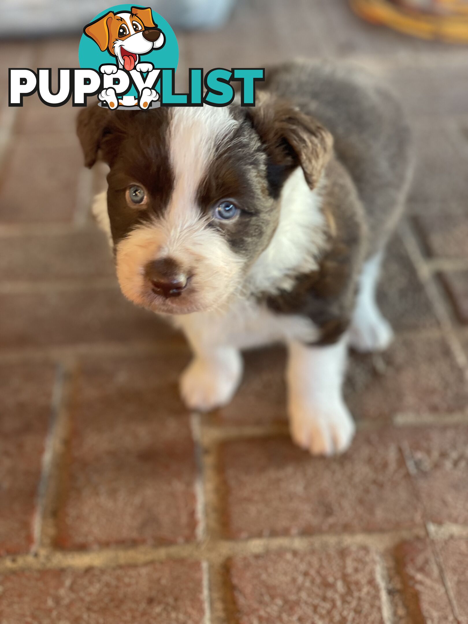 Purebred brown & white male Border Collie pups