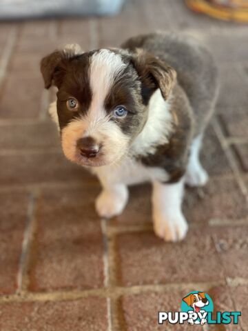 Purebred brown & white male Border Collie pups