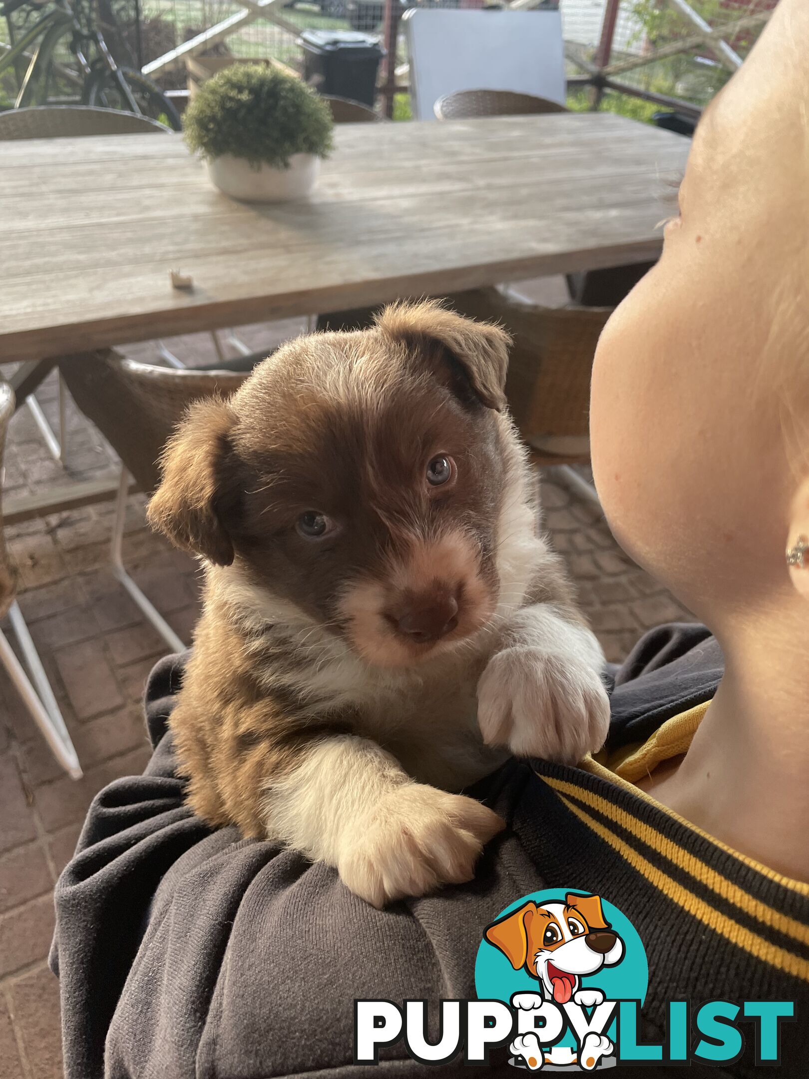 Purebred brown & white male Border Collie pups