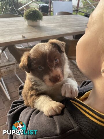 Purebred brown & white male Border Collie pups