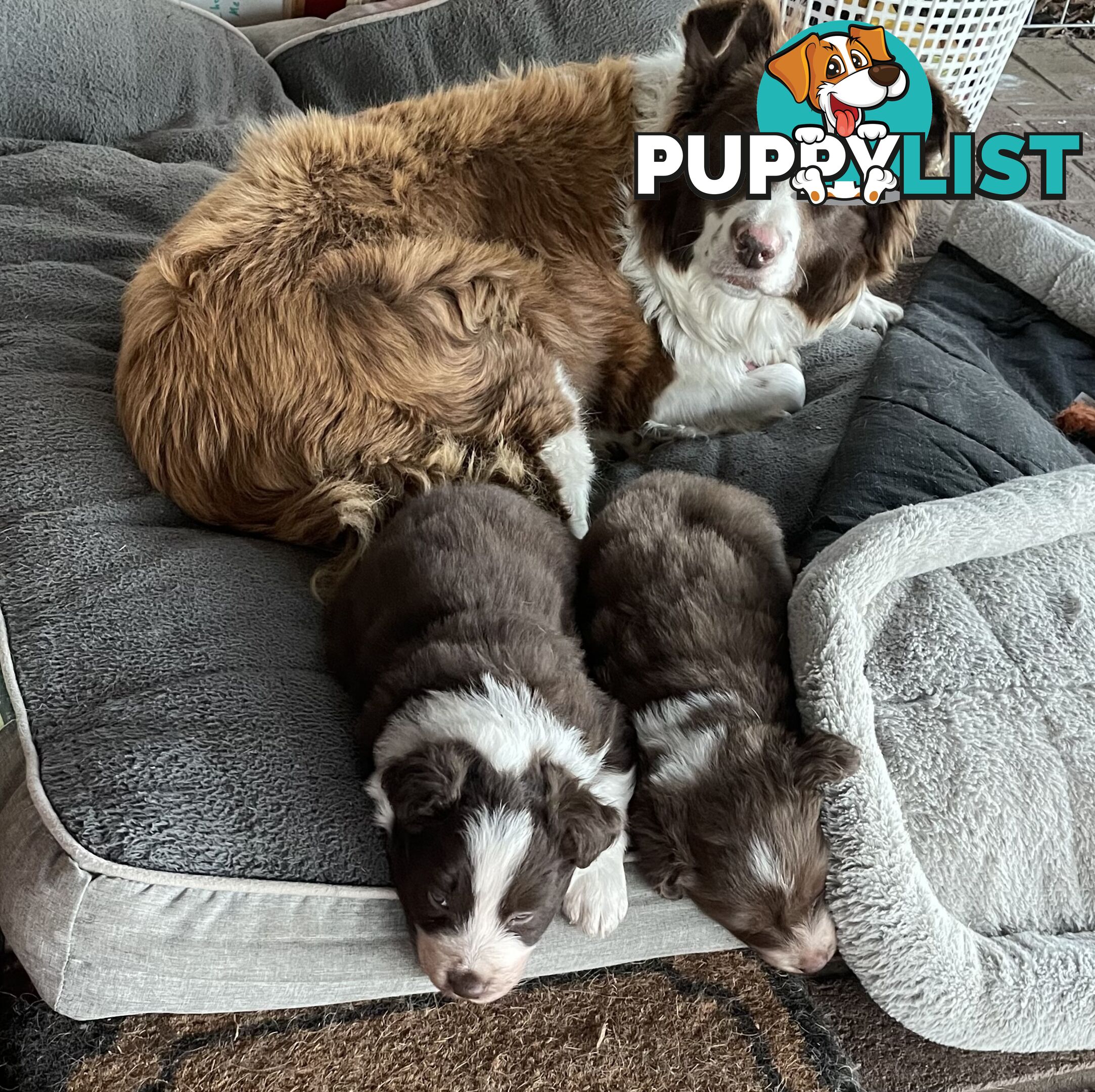 Purebred brown & white male Border Collie pups