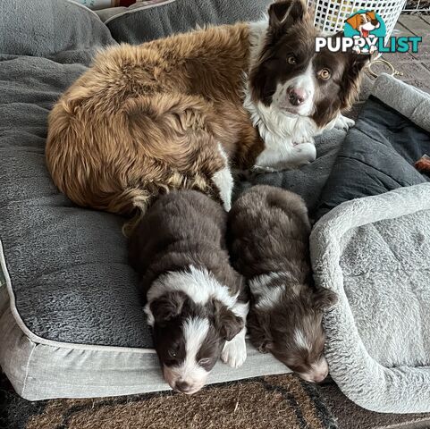 Purebred brown & white male Border Collie pups