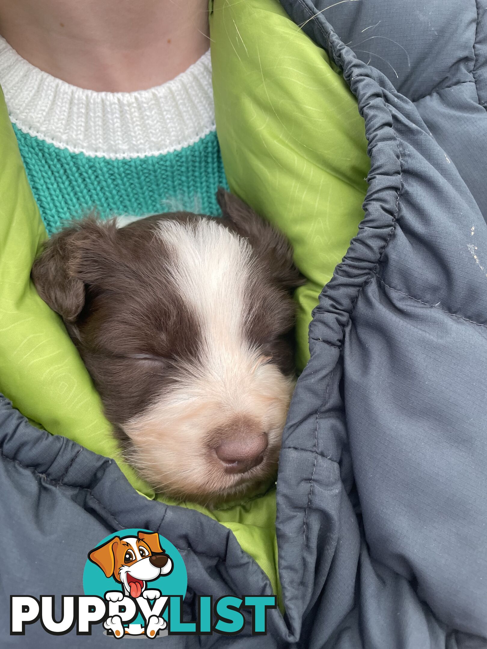 Purebred brown & white male Border Collie pups