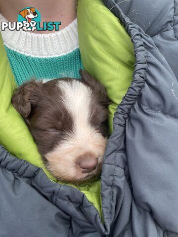 Purebred brown & white male Border Collie pups