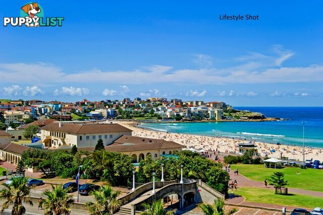 8/18 Francis Street BONDI BEACH NSW 2026