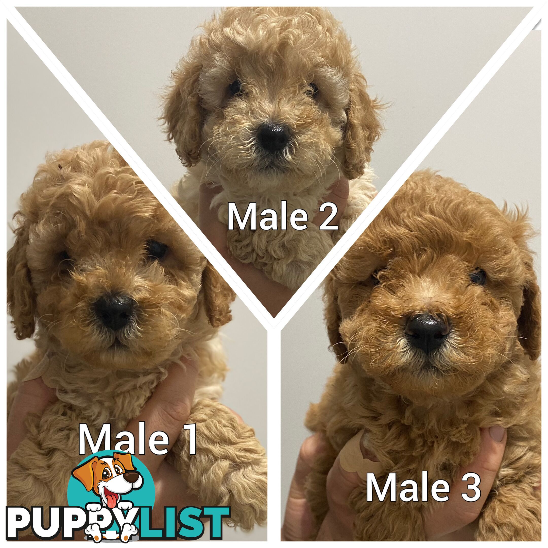 Cavoodle puppies