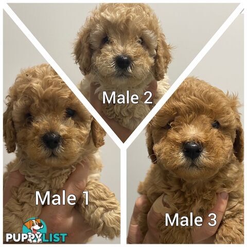 Cavoodle puppies